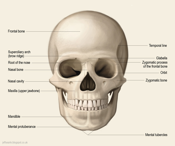 The Skull Bones - Orbital View