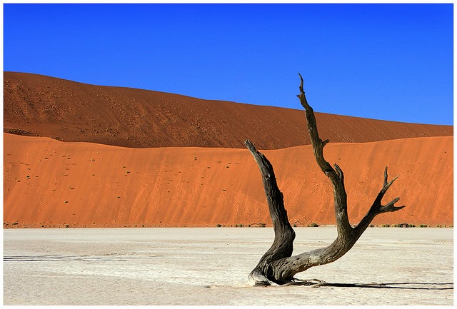 A Dead Tree, Alone In The Desert. Dead vlei by benny_bloomfield