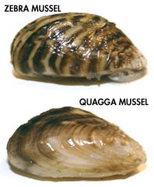 a short description of the invasion of zebra mussels a short description of the invasion of zebra mussels