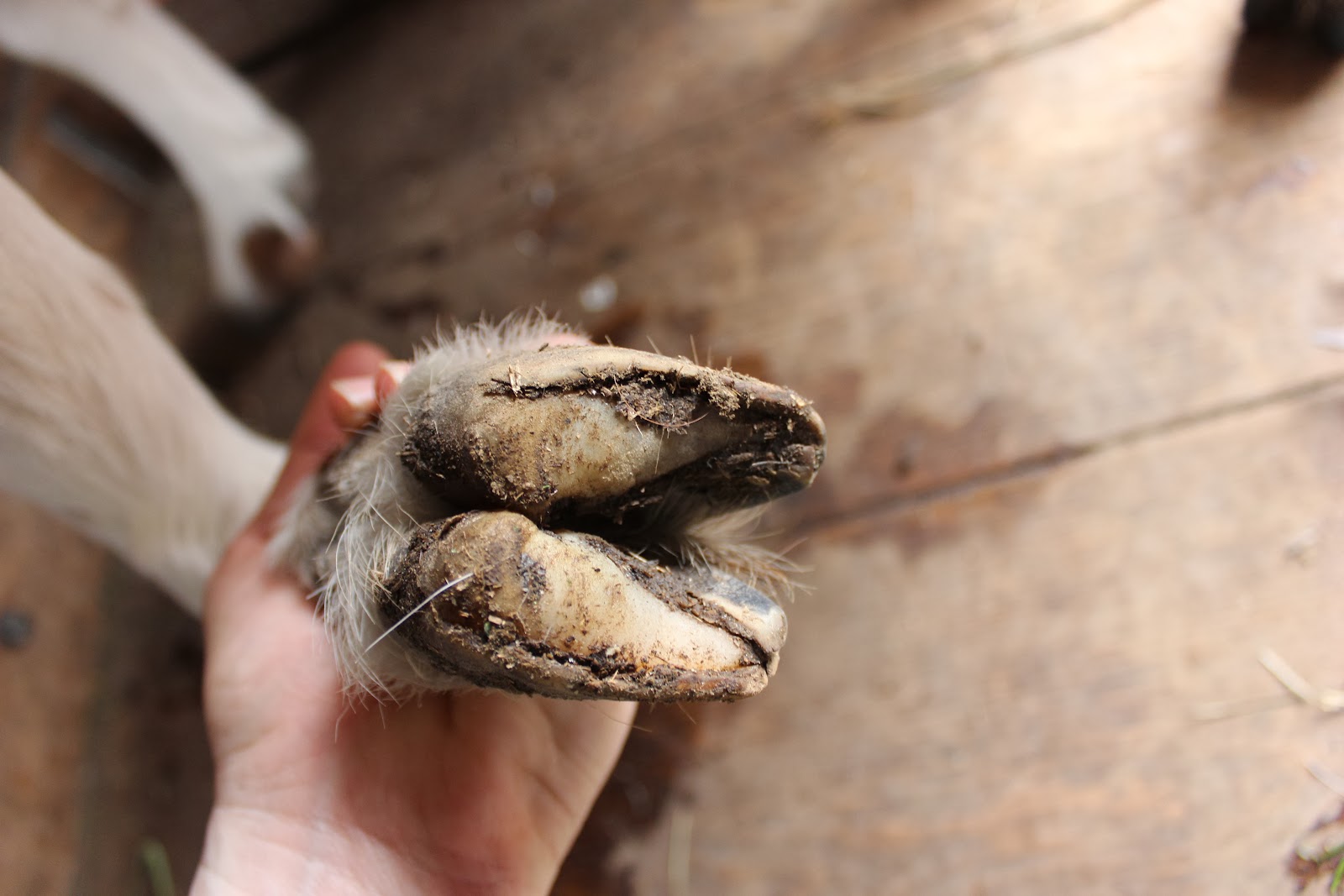 HighTail Farms Trimming Goat Hooves