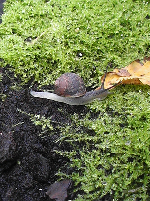 Free Nature Photos: Insectoids