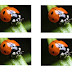 Impossible Quiz: Can You Spot The Differences In These Pictures?