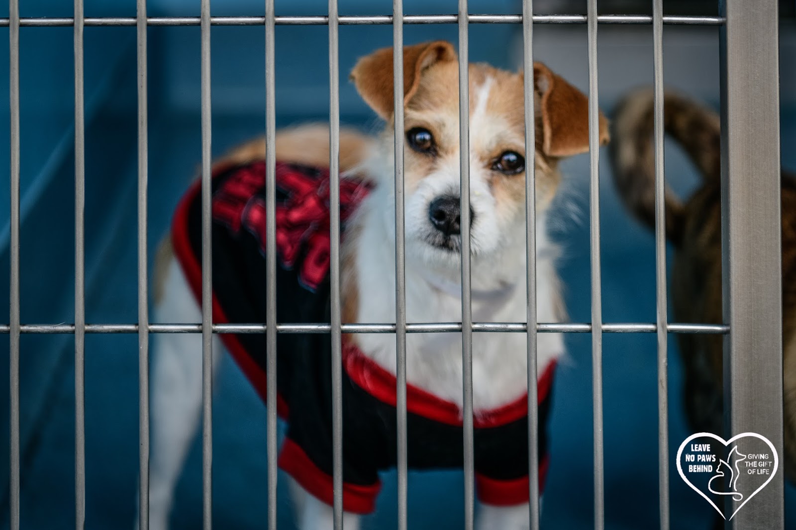 Baldwin Park Shelter Available Animals As Of 142018