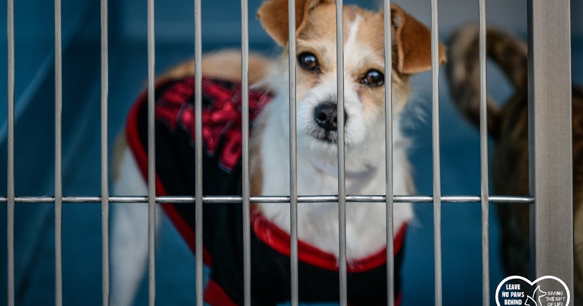 Baldwin Park Shelter Available Animals As Of 142018