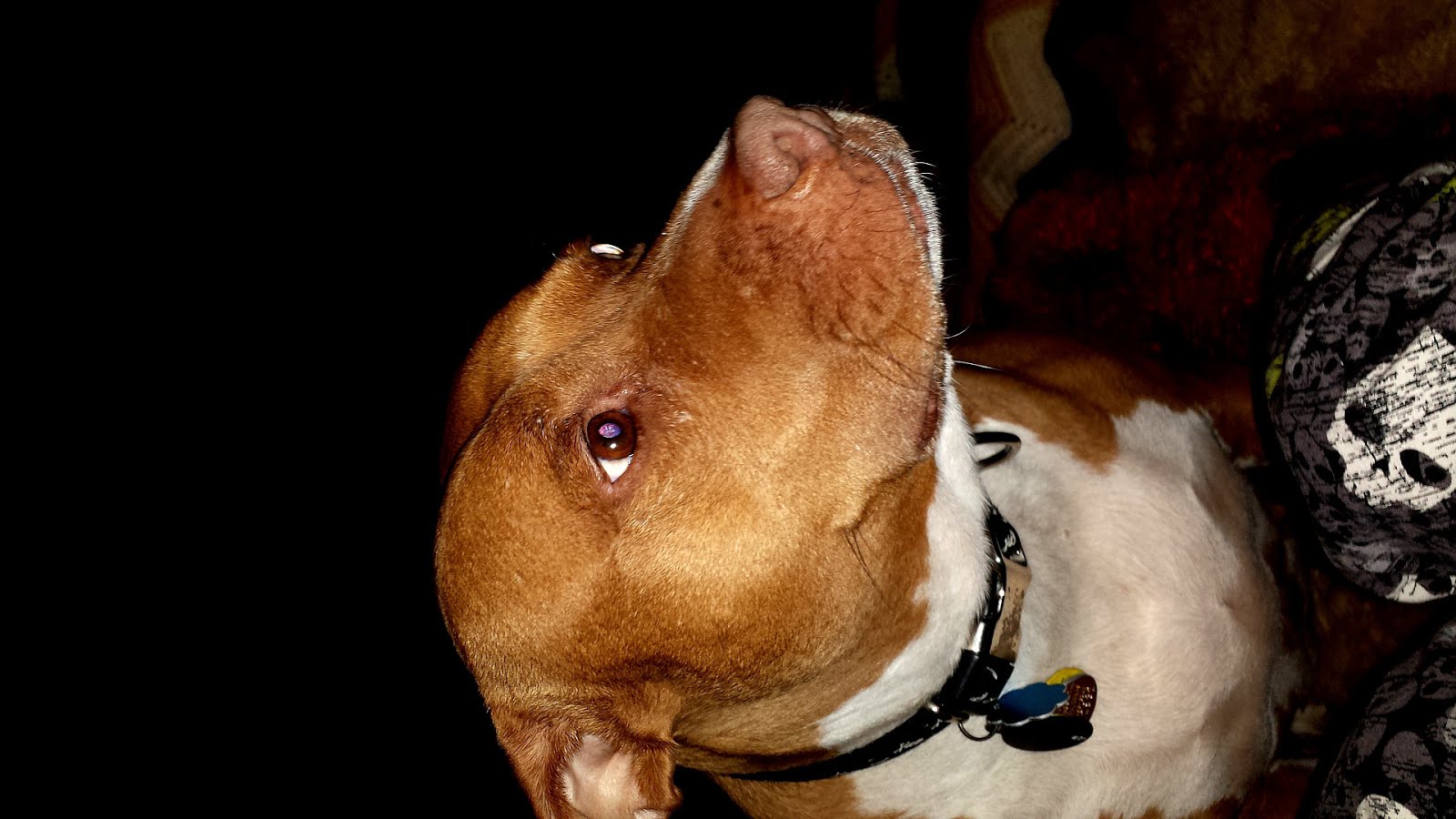 Bad Newz Kennels dog fighting investigation Dog Choices