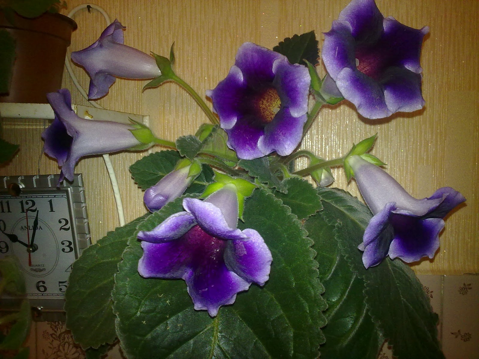 Домашние цветы: ГЛОКСИНИЯ - Gloxinia