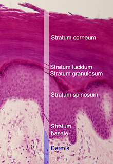 Stratum spinosum layer in epidermis of skin.
