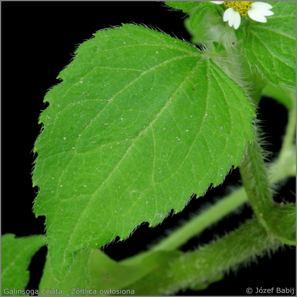Galinsoga ciliata leaf - Żółtlica owłosiona liść