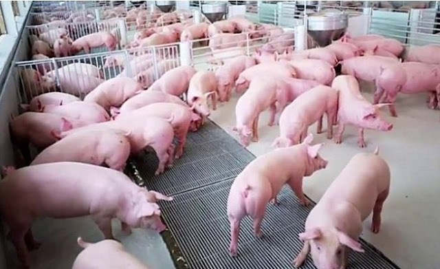 giá heo hơi hôm nay 31/1: giá heo mới nhất 38.000 vnđ/kg Gia-heo-hoi-hom-nay-31-1-2018