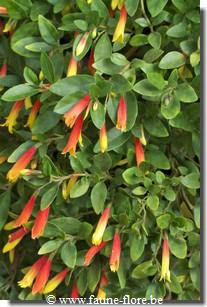 Justicia floribunda