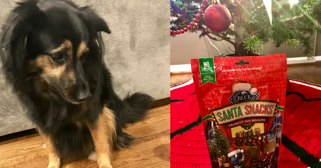 Blue Buffalo Holiday Santa Snacks, dogs, chewy, dog treats, animals, pets