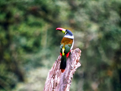Grey breasted Mountain Toucan
