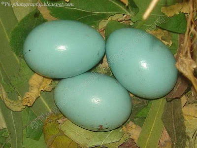 Indian Myna Bird Eggs