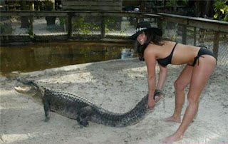 Funny Alligator