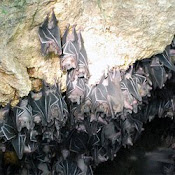 Bat Sanctuary in Samal Island