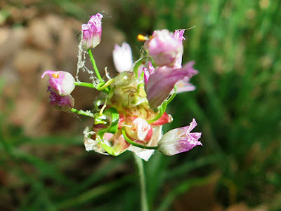 Ajo de culebra (Allium roseum) flor silvestre rosa