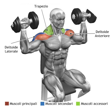 shoulder deltoid workout press muscle seated muscles exercises dumbbell exercise build worked standing shoulders fitness dumbbells strong engineering overhead use