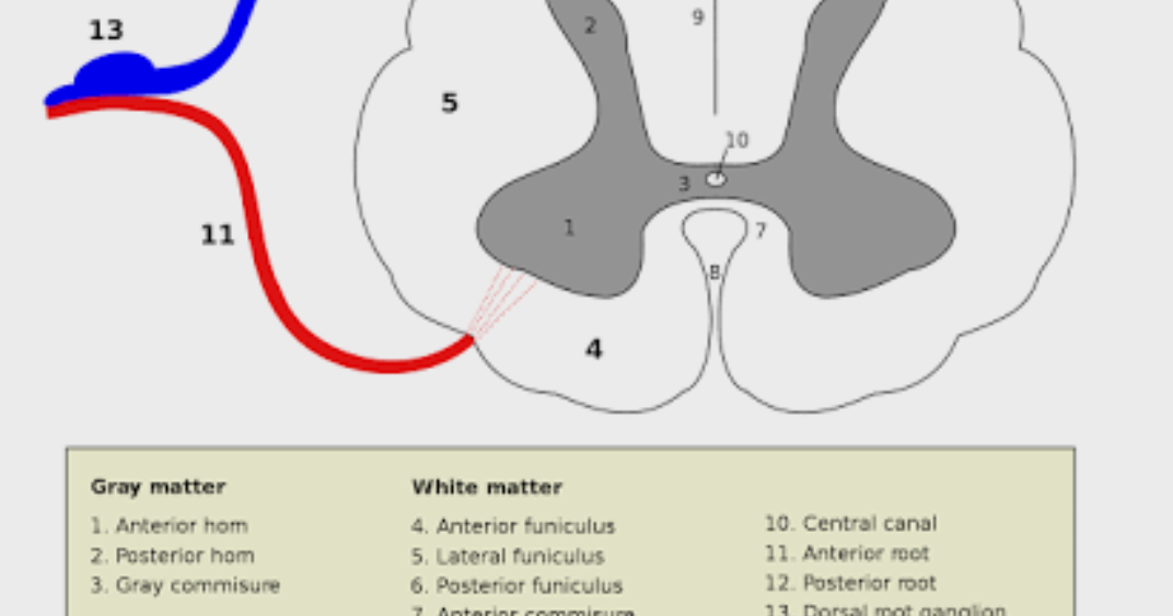 Rangkuman Biologi tentang Sumsum Tulang Belakang - Materi Belajar