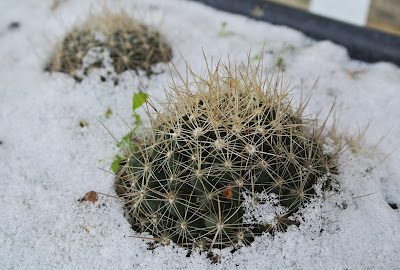 Escobaria missouriensis in the snow
