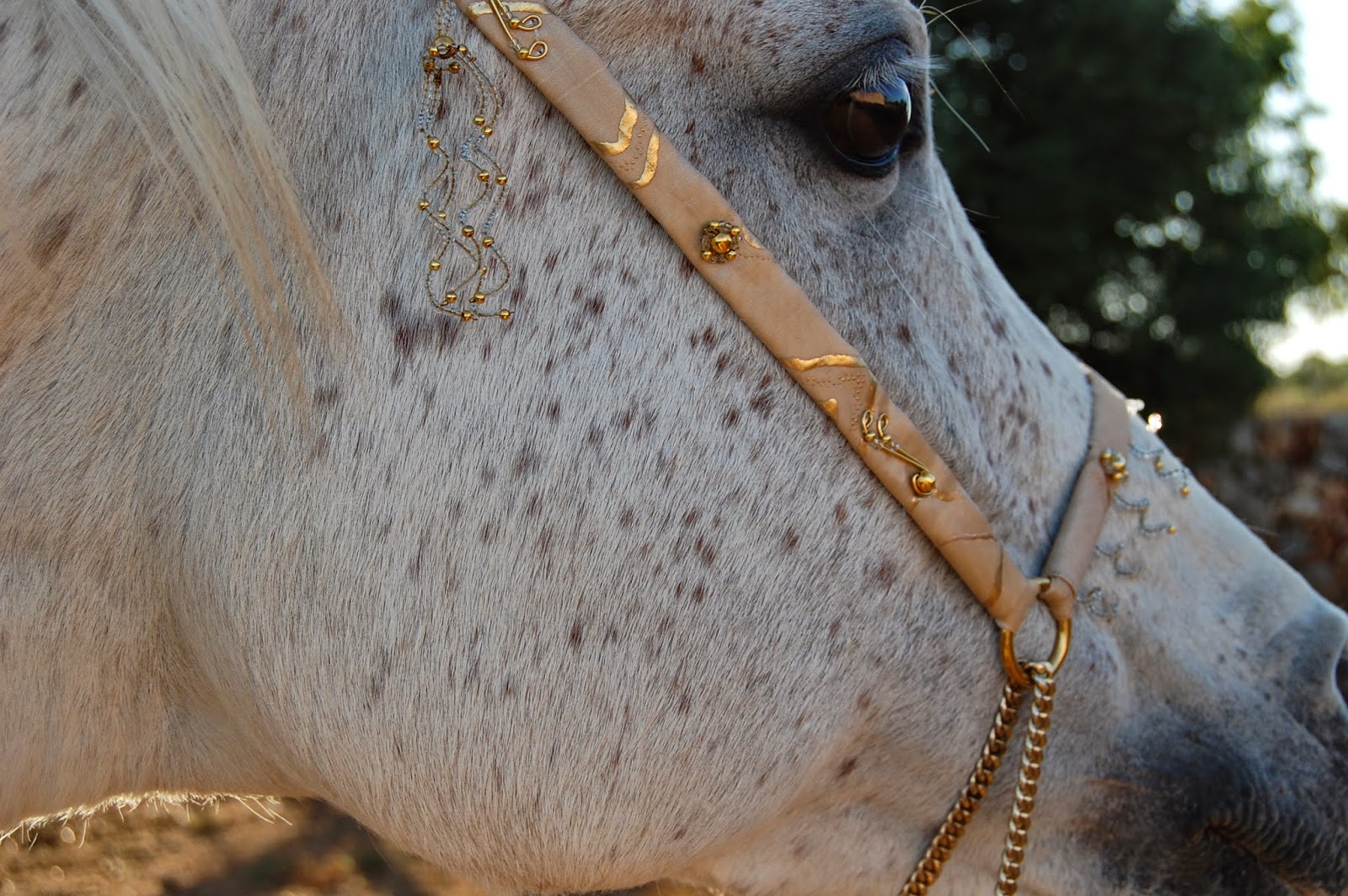 WJT Halters New Adult Arabian Halters