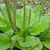 Don’t Kill This Plant! It’s One Of The Best Healing Herbs Out There And You’ve Probably Seen It In Your Area