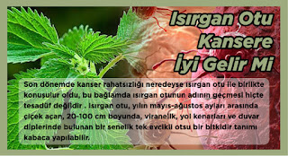 Isırgan Otu Kansere İyi Gelir Mi Isırgan Otu Kansere İyi Gelir Mi