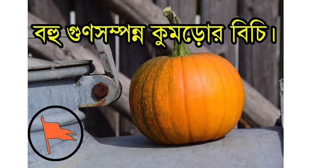 বহু গুণসম্পন্ন কুমড়োর বিচি। বহু গুণসম্পন্ন কুমড়োর বিচি।