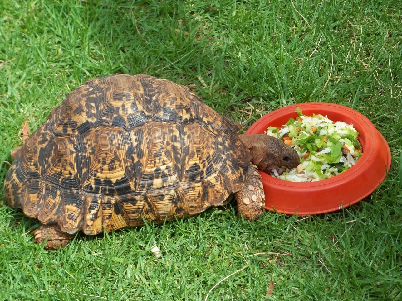 Hedgie's Nature Journal Leopard Tortoise Torti