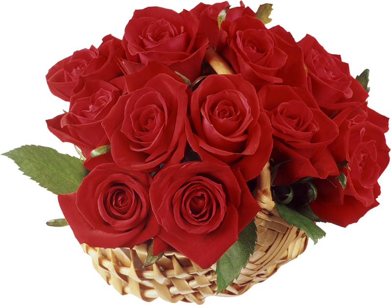20 Gambar Foto Bunga  Mawar  Merah Ayeey com