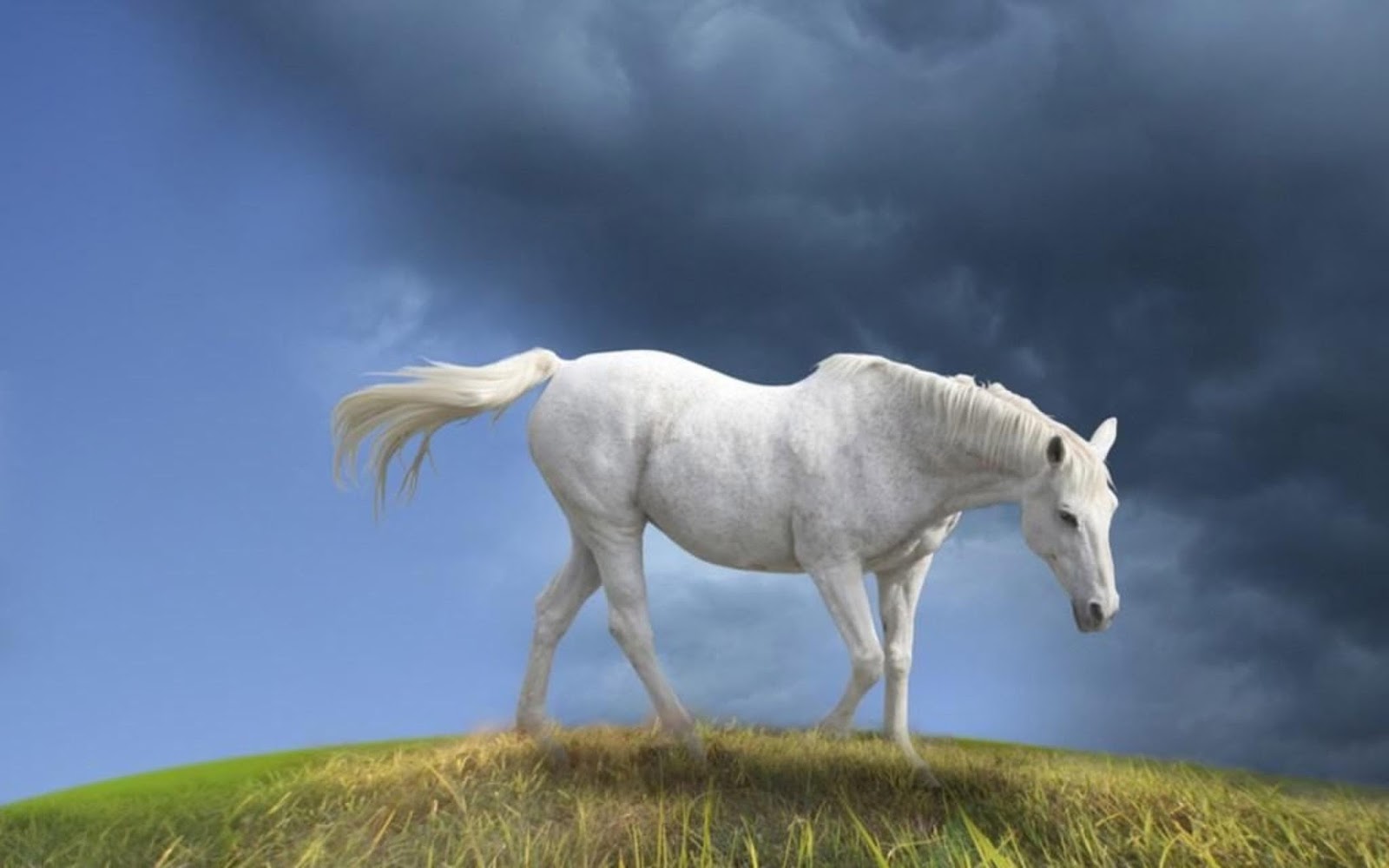 Letest and best Horse Animals HD Wallpapers Download