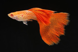 Ikan Guppy, Tren Ikan Hias Aquarium saat ini Ikan Guppy, Tren Ikan Hias Aquarium saat ini