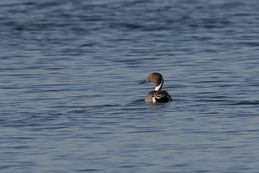 Northern Pintail - male