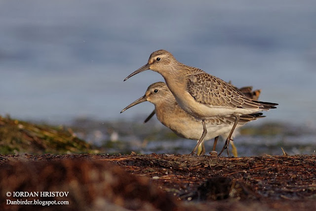 bird photography in Bulgaria by Iordan Hristov