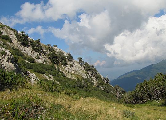 Sosny bośniackie (Pinus heldreichii).