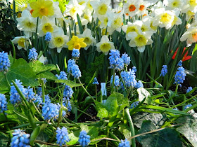 Grape hyacinth and daffodils Allan Gardens Conservatory 2015 Spring Flower Show by garden muses-not another Toronto gardening blog 