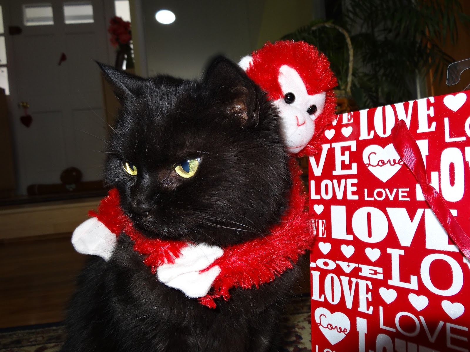love-joy-and-peas-happy-valentine-s-day-funny-cat-photos