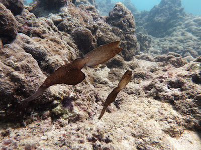 Robust ghost pipefish, during scuba diving Hat Nai Yang, Thailand