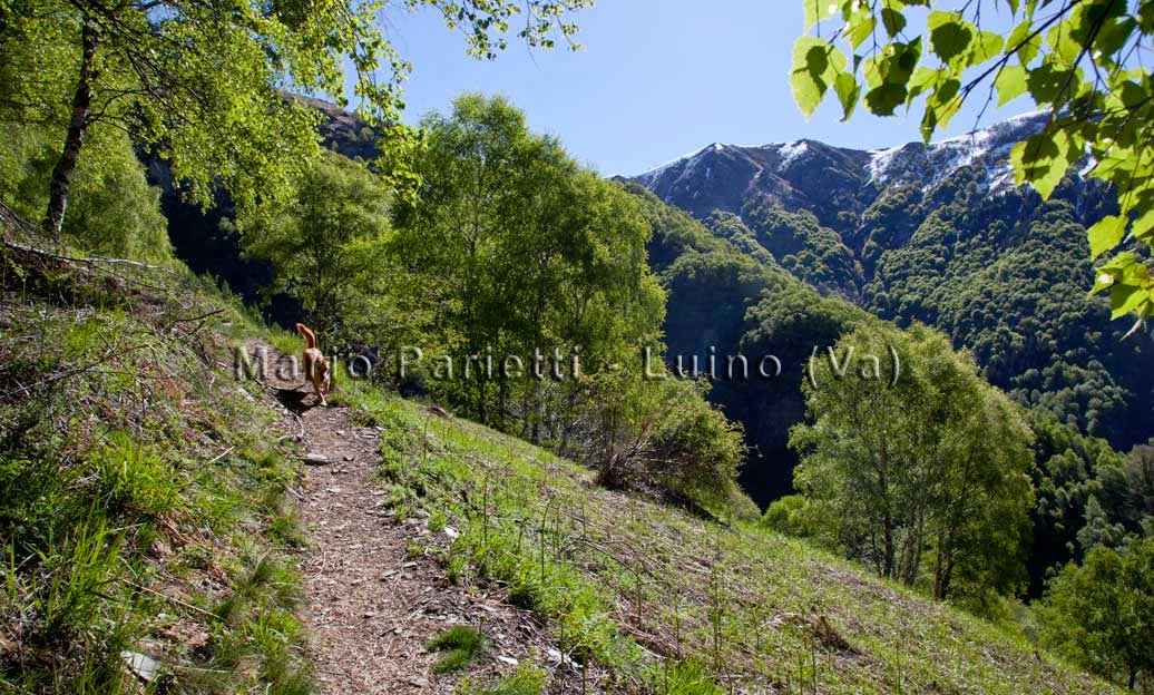 Sentiero per Alpe Corte Monteviasco, Valle Veddasca