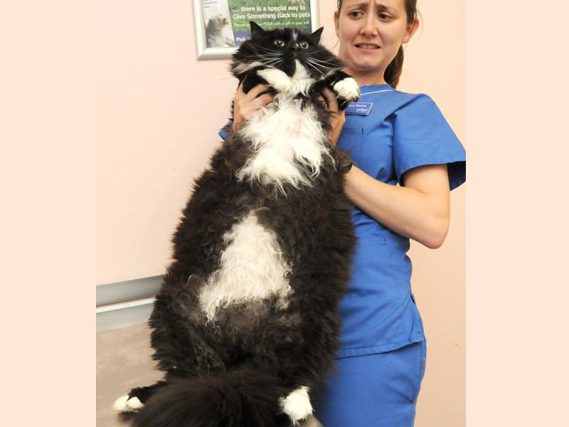 Foto-Foto Kucing Super Gendut | POJOK KUCING