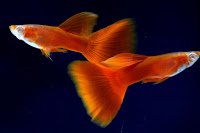 Jual Guppy Kontes, Harga Guppy Kontes, Toko Guppy Kontes, Diskon Guppy Kontes, Beli Guppy Kontes, Review Guppy Kontes, Promo Guppy Kontes, Spesifikasi Guppy Kontes, Guppy Kontes Murah, Guppy Kontes Asli, Guppy Kontes Original, Guppy Kontes Jakarta, Jenis Guppy Kontes, Budidaya Guppy Kontes, Peternak Guppy Kontes, Cara Merawat Guppy Kontes, Tips Merawat Guppy Kontes, Bagaimana cara merawat Guppy Kontes, Bagaimana mengobati Guppy Kontes, Ciri-Ciri Hamil Guppy Kontes, Kandang Guppy Kontes, Ternak Guppy Kontes, Makanan Guppy Kontes, Guppy Kontes Termahal, Adopsi Guppy Kontes, Jual Cepat Guppy Kontes, Guppy Kontes Jakarta, Guppy Kontes Bandung, Guppy Kontes Medan, Guppy Kontes Bali, Guppy Kontes Makassar, Guppy Kontes Jambi, Guppy Kontes Pekanbaru, Guppy Kontes Palembang, Guppy Kontes Sumatera, Guppy Kontes Langsa, Guppy Kontes Lhokseumawe, Guppy Kontes Meulaboh, Guppy Kontes Sabang, Guppy Kontes Subulussalam, Guppy Kontes Denpasar, Guppy Kontes Pangkalpinang, Guppy Kontes Cilegon, Guppy Kontes Serang, Guppy Kontes Tangerang Selatan, Guppy Kontes Tangerang, Guppy Kontes Bengkulu, Guppy Kontes Gorontalo, Guppy Kontes hewan indonesia, Guppy Kontes jurnal kedokteran hewan, Guppy Kontes dokter hewan 24 jam, Guppy Kontes permainan hewan melahirkan, Guppy Kontes rs hewan, Guppy Kontes hewan qurban, Guppy Kontes kambing kurban, Guppy Kontes hewan terbesar di dunia, Guppy Kontes hewan kurban, Guppy Kontes ciri ciri hewan vertebrata, Guppy Kontes ciri ciri hewan, Guppy Kontes ciri ciri hewan laut, Guppy Kontes hewan yang terdiri dari satu sel disebut, Guppy Kontes hewan dari h, Guppy Kontes nama untuk hewan peliharaan, Guppy Kontes hewan, Guppy Kontes games hewan peliharaan, Guppy Kontes dokter hewan murah, Guppy Kontes klinik hewan jakarta, Guppy Kontes dokter hewan di jakarta, Guppy Kontes video hewan hewan, Guppy Kontes dunia hewan, Guppy Kontes kedokteran hewan, Guppy Kontes dokter hewan 24 jam jakarta, Guppy Kontes klinik dokter hewan, Guppy Kontes permainan hewan, Guppy Kontes dokter hewan jakarta, Guppy Kontes game hewan, Guppy Kontes klinik hewan, Guppy Kontes dokter hewan di jakarta pusat, Guppy Kontes mainan hewan, Guppy Kontes dokter hewan, Guppy Kontes dokter hewan ke rumah, Guppy Kontes dokter hewan jakarta pusat, Guppy Kontes biaya dokter hewan, Guppy Kontes tarif dokter hewan, Guppy Kontes dokter hewan kucing, Guppy Kontes klinik hewan 24 jam, Guppy Kontes biaya ke dokter hewan, Guppy Kontes hewan lucu, Guppy Kontes dokter hewan gratis, Guppy Kontes dokter hewan online, Guppy Kontes hewan hewan, Guppy Kontes hewan peliharaan, Guppy Kontes game binatang, Guppy Kontes jual hewan, Guppy Kontes jual beli hewan, Guppy Kontes binatang peliharaan, Guppy Kontes video hewan lucu di dunia, Guppy Kontes jual beli hewan online, Guppy Kontes jual beli satwa, Guppy Kontes binatang aneh, Guppy Kontes hewan aneh, Guppy Kontes nama hewan, Guppy Kontes hewan aneh di dunia, Guppy Kontes nama hewan peliharaan, Guppy Kontes hewan hewan peliharaan, Guppy Kontes fakultas kedokteran hewan, Guppy Kontes hewan hewan aneh, Guppy Kontes kesehatan hewan, Guppy Kontes game online hewan, Guppy Kontes hewan klop, Guppy Kontes semua nama hewan, Guppy Kontes rumah hewan, Guppy Kontes foto hewan hewan, Guppy Kontes hewan hewan liar, Guppy Kontes he wan, Guppy Kontes gambar hewan hewan, Guppy Kontes nama hewan di dunia, Guppy Kontes hewan d, Guppy Kontes universitas kedokteran hewan, Guppy Kontes jurusan kedokteran hewan, Guppy Kontes nama semua hewan, Guppy Kontes film hewan hewan, Guppy Kontes hewan di air, Guppy Kontes kelompok hewan, Guppy Kontes hewan hewan buas, Guppy Kontes dr hewan, Guppy Kontes hewan hewan di dunia, Guppy Kontes hewan a, Guppy Kontes game hewan klop, Guppy Kontes nama hewan hewan, Guppy Kontes daftar nama hewan di seluruh dunia, Guppy Kontes hewan dari d, Guppy Kontes hewan dijual, Guppy Kontes 10 hewan, Guppy Kontes ilmu kesehatan hewan, Guppy Kontes binatang fauna, Guppy Kontes ilmu kedokteran hewan, Guppy Kontes hewan darat, Guppy Kontes hewan hewan laut, Guppy Kontes pengertian hewan, Guppy Kontes anak hewan, Guppy Kontes hewan hewan mamalia, Guppy Kontes biaya kedokteran hewan, Guppy Kontes ensiklopedia hewan, Guppy Kontes berniaga hewan peliharaan jawa timur, Guppy Kontes ciri ciri animalia, Guppy Kontes hewan hewan herbivora, Guppy Kontes hewan dunia, Guppy Kontes hewan hewan unik, Guppy Kontes games hewan klop, Guppy Kontes nama binatang di dunia, Guppy Kontes hewan c, Guppy Kontes kelompok binatang, Guppy Kontes nama hewan dari a, Guppy Kontes hewan hewan kurban, Guppy Kontes rumah sakit hewan, Guppy Kontes golongan hewan, Guppy Kontes hewan hewan air, Guppy Kontes perkembangan hewan, Guppy Kontes pertumbuhan hewan, Guppy Kontes hewan paling, Guppy Kontes hewan hewan karnivora, Guppy Kontes nama hewan a, Guppy Kontes ciri ciri invertebrata, Guppy Kontes sistematika hewan, Guppy Kontes ciri ciri hewan dan tumbuhan, Guppy Kontes tokobagus hewan jatim, Guppy Kontes hewan surabaya, Guppy Kontes semua hewan di dunia, Guppy Kontes ciri ciri binatang, Guppy Kontes nama buat hewan peliharaan, Guppy Kontes ciri hewan vertebrata, Guppy Kontes ciri ciri hewan invertebrata, Guppy Kontes hewan di indonesia, Guppy Kontes binatang termasuk ke dalam kelompok apa, Guppy Kontes organ dalam hewan, Guppy Kontes hewan e, Guppy Kontes hewan di laut, Guppy Kontes games hewan melahirkan, Guppy Kontes permainan hewan klop, Guppy Kontes jual beli hewan peliharaan tokobagus, Guppy Kontes ciri hewan, Guppy Kontes macam2 hewan, Guppy Kontes fakultas kedokteran hewan di indonesia, Guppy Kontes sistem organ hewan, Guppy Kontes tokobagus hewan peliharaan, Guppy Kontes organ dalam pada hewan, Guppy Kontes hewan berongga, Guppy Kontes alamat dokter hewan, Guppy Kontes binatang termasuk kedalam kelompok apa, Guppy Kontes nama binatang jinak, Guppy Kontes pengertian binatang, Guppy Kontes tokobagus hewan jawa timur, Guppy Kontes tentang hewan, Guppy Kontes perbedaan hewan dan binatang, Guppy Kontes hewan adalah, Guppy Kontes definisi hewan, Guppy Kontes hewan hewanan, Guppy Kontes organ tubuh hewan, Guppy Kontes ciri ciri sel hewan, Guppy Kontes ciri animalia, Guppy Kontes binatang termasuk kelompok apa, Guppy Kontes binatang binatang laut, Guppy Kontes hewan yang di indonesia, Guppy Kontes ensiklopedia binatang, Guppy Kontes hewan tak berkaki, Guppy Kontes hewan hewan laut dalam, Guppy Kontes vidio onthe spot, Guppy Kontes ciri ciri umum animalia, Guppy Kontes nama hewan di seluruh dunia, Guppy Kontes klasifikasi binatang, Guppy Kontes hewan hewan di indonesia, Guppy Kontes ciri umum animalia, Guppy Kontes pertumbuhan hewan dan tumbuhan, Guppy Kontes ciri ciri hewan peliharaan, Guppy Kontes kerajaan hewan, Guppy Kontes ciri hewan invertebrata, Guppy Kontes apa itu hewan peliharaan, Guppy Kontes kingdom animalia adalah, Guppy Kontes ciri invertebrata, Guppy Kontes hewan animalia, Guppy Kontes binatang satwa, Guppy Kontes nama hewan di indonesia, Guppy Kontes fakultas dokter hewan, Guppy Kontes hewan yang belum memiliki sistem organ, Guppy Kontes jenis binatang liar, Guppy Kontes ciri ciri fauna, Guppy Kontes aksi lucu binatang, Guppy Kontes ciri ciri hewan darat, Guppy Kontes struktur tubuh hewan, Guppy Kontes karakteristik hewan, Guppy Kontes ciri ciri umum hewan, Guppy Kontes macam macam organ pada hewan, Guppy Kontes ciri ciri jaringan hewan, Guppy Kontes evolusi vertebrata, Guppy Kontes gambar semua jenis hewan, Guppy Kontes biologi hewan, Guppy Kontes ciri ciri pada hewan, Guppy Kontes hewan peliharaan yang bagus, Guppy Kontes artikel jaringan hewan, Guppy Kontes ciri ciri binatang buas, Guppy Kontes hewan hewan asiatis, Guppy Kontes binatang hidup di lautan, Guppy Kontes sekolah dokter hewan, Guppy Kontes hewan hewan besar, Guppy Kontes jenis hewan liar, Guppy Kontes bagian tubuh hewan dalam bahasa inggris, Guppy Kontes ciri ciri hewan yang hidup di darat, Guppy Kontes jurusan dokter hewan, Guppy Kontes siklus hidup hewan, Guppy Kontes hewan hewan australia, Guppy Kontes evolusi binatang, Guppy Kontes universitas dokter hewan, Guppy Kontes video lucu hewan kaget, Guppy Kontes ciri hewan dalam bahasa inggris, Guppy Kontes klasifikasi fauna, Guppy Kontes binatang di darat, Guppy Kontes hewan hewan indonesia, Guppy Kontes pengertian klasifikasi hewan, Guppy Kontes ciri ciri hewan vertebrata dan invertebrata, Guppy Kontes binatang yang hidup di laut, Guppy Kontes satwa adalah, Guppy Kontes sistem organ pada hewan dan tumbuhan, Guppy Kontes kedokteran hewan di indonesia, Guppy Kontes daftar fakultas kedokteran hewan di indonesia, Guppy Kontes evolusi invertebrata, Guppy Kontes ciri ciri hewan invertebrata dan vertebrata, Guppy Kontes definisi binatang, Guppy Kontes gambar hewan berongga, Guppy Kontes bentuk binatang, Guppy Kontes hewan hewan peralihan, Guppy Kontes ciri ciri vertebrata dan invertebrata, Guppy Kontes ensiklopedia tentang hewan, Guppy Kontes hewan bagus, Guppy Kontes ciri binatang, Guppy Kontes faktor yang mempengaruhi perbedaan struktur jaringan hewan, Guppy Kontes ciri ciri umum invertebrata, Guppy Kontes pengertian dunia hewan, Guppy Kontes ciri umum hewan, Guppy Kontes hewan jawa, Guppy Kontes apa yang dimaksud dengan hewan, Guppy Kontes beda hewan dan binatang, Guppy Kontes pengertian hewan vertebrata dan invertebrata, Guppy Kontes ciri ciri umum hewan invertebrata, Guppy Kontes hewan dan binatang, Guppy Kontes dokter hewan indonesia, Guppy Kontes perbedaan hewan dengan binatang, Guppy Kontes nama hewan indonesia, Guppy Kontes hewan tanpa tulang belakang, Guppy Kontes ciri ciri invertebrata dan vertebrata, Guppy Kontes hewan hewan endemik, Guppy Kontes pengelompokan binatang, Guppy Kontes apa itu hewan, Guppy Kontes hewan yang termasuk coelenterata, Guppy Kontes universitas jurusan dokter hewan, Guppy Kontes ciri ciri makhluk hidup pada hewan, Guppy Kontes pengertian hewan dan tumbuhan, Guppy Kontes ciri ciri hewan buas, Guppy Kontes hewan indonesia timur, Guppy Kontes perbedaan binatang dan hewan, Guppy Kontes ciri ciri pertumbuhan hewan, Guppy Kontes jenis hewan yang hidup di darat, Guppy Kontes pengertian hewan liar, Guppy Kontes organ tubuh pada hewan, Guppy Kontes 10 hewan yang hidup di air, Guppy Kontes animasi hewan hewan, Guppy Kontes ciri ciri animalia secara umum, Guppy Kontes gambar berbagai jenis hewan, Guppy Kontes ciri ciri hewan air, Guppy Kontes wacana tentang hewan, Guppy Kontes sistem organ pada hewan vertebrata, Guppy Kontes ciri ciri pertumbuhan pada hewan, Guppy Kontes animalia hewan, Guppy Kontes jaringan dan organ pada hewan, Guppy Kontes bagian bagian tubuh hewan dalam bahasa inggris, Guppy Kontes pengertian hewan darat, Guppy Kontes jenis jenis hewan dan tumbuhan, Guppy Kontes organ hewan vertebrata, Guppy Kontes struktur dan fungsi organ hewan, Guppy Kontes evolusi hewan vertebrata, Guppy Kontes binatang termasuk dalam kelompok, Guppy Kontes ciri ciri hewan hidup di air, Guppy Kontes ciri kelompok hewan vertebrata, Guppy Kontes bagian tubuh binatang, Guppy Kontes spesifikasi hewan, Guppy Kontes sistem saraf pada hewan invertebrata dan vertebrata, Guppy Kontes ciri ciri hewan animalia, Guppy Kontes kerajaan binatang, Guppy Kontes bentuk hewan, Guppy Kontes hewan indonesia barat, Guppy Kontes ciri ciri hewan hidup di darat, Guppy Kontes ciri ciri khas hewan, Guppy Kontes pertumbuhan binatang, Guppy Kontes artikel tentang jaringan hewan, Guppy Kontes ciri hewan vertebrata dan invertebrata, Guppy Kontes hewan hewan darat, Guppy Kontes ciri ciri khusus beberapa hewan, Guppy Kontes definisi satwa, Guppy Kontes pengertian tumbuhan dan hewan, Guppy Kontes evolusi hewan dan tumbuhan, Guppy Kontes penjelasan animalia, Guppy Kontes evolusi hewan invertebrata, Guppy Kontes pengertian tentang hewan, Guppy Kontes hewan yang terdiri dari satu sel, Guppy Kontes ciri ciri semua hewan, Guppy Kontes ciri ciri hewan berkaki empat, Guppy Kontes hewan hewan yang hidup di laut, Guppy Kontes ciri ciri binatang laut, Guppy Kontes 5 kelompok hewan vertebrata, Guppy Kontes golongan hewan berongga, Jual Guppy Kontes, Harga Guppy Kontes, Toko Guppy Kontes, Diskon Guppy Kontes, Beli Guppy Kontes, Review Guppy Kontes, Promo Guppy Kontes, Spesifikasi Guppy Kontes, Guppy Kontes Murah, Guppy Kontes Asli, Guppy Kontes Original, Guppy Kontes Jakarta, Jenis Guppy Kontes, Budidaya Guppy Kontes, Peternak Guppy Kontes, Cara Merawat Guppy Kontes, Tips Merawat Guppy Kontes, Bagaimana cara merawat Guppy Kontes, Bagaimana mengobati Guppy Kontes, Ciri-Ciri Hamil Guppy Kontes, Kandang Guppy Kontes, Ternak Guppy Kontes, Makanan Guppy Kontes, Guppy Kontes Termahal, Adopsi Guppy Kontes, Jual Cepat Guppy Kontes, Guppy Kontes Jakarta, Guppy Kontes Bandung, Guppy Kontes Medan, Guppy Kontes Bali, Guppy Kontes Makassar, Guppy Kontes Jambi, Guppy Kontes Pekanbaru, Guppy Kontes Palembang, Guppy Kontes Sumatera, Guppy Kontes Langsa, Guppy Kontes Lhokseumawe, Guppy Kontes Meulaboh, Guppy Kontes Sabang, Guppy Kontes Subulussalam, Guppy Kontes Denpasar, Guppy Kontes Pangkalpinang, Guppy Kontes Cilegon, Guppy Kontes Serang, Guppy Kontes Tangerang Selatan, Guppy Kontes Tangerang, Guppy Kontes Bengkulu, Guppy Kontes Gorontalo, Guppy Kontes hewan indonesia, Guppy Kontes jurnal kedokteran hewan, Guppy Kontes dokter hewan 24 jam, Guppy Kontes permainan hewan melahirkan, Guppy Kontes rs hewan, Guppy Kontes hewan qurban, Guppy Kontes kambing kurban, Guppy Kontes hewan terbesar di dunia, Guppy Kontes hewan kurban, Guppy Kontes ciri ciri hewan vertebrata, Guppy Kontes ciri ciri hewan, Guppy Kontes ciri ciri hewan laut, Guppy Kontes hewan yang terdiri dari satu sel disebut, Guppy Kontes hewan dari h, Guppy Kontes nama untuk hewan peliharaan, Guppy Kontes hewan, Guppy Kontes games hewan peliharaan, Guppy Kontes dokter hewan murah, Guppy Kontes klinik hewan jakarta, Guppy Kontes dokter hewan di jakarta, Guppy Kontes video hewan hewan, Guppy Kontes dunia hewan, Guppy Kontes kedokteran hewan, Guppy Kontes dokter hewan 24 jam jakarta, Guppy Kontes klinik dokter hewan, Guppy Kontes permainan hewan, Guppy Kontes dokter hewan jakarta, Guppy Kontes game hewan, Guppy Kontes klinik hewan, Guppy Kontes dokter hewan di jakarta pusat, Guppy Kontes mainan hewan, Guppy Kontes dokter hewan, Guppy Kontes dokter hewan ke rumah, Guppy Kontes dokter hewan jakarta pusat, Guppy Kontes biaya dokter hewan, Guppy Kontes tarif dokter hewan, Guppy Kontes dokter hewan kucing, Guppy Kontes klinik hewan 24 jam, Guppy Kontes biaya ke dokter hewan, Guppy Kontes hewan lucu, Guppy Kontes dokter hewan gratis, Guppy Kontes dokter hewan online, Guppy Kontes hewan hewan, Guppy Kontes hewan peliharaan, Guppy Kontes game binatang, Guppy Kontes jual hewan, Guppy Kontes jual beli hewan, Guppy Kontes binatang peliharaan, Guppy Kontes video hewan lucu di dunia, Guppy Kontes jual beli hewan online, Guppy Kontes jual beli satwa, Guppy Kontes binatang aneh, Guppy Kontes hewan aneh, Guppy Kontes nama hewan, Guppy Kontes hewan aneh di dunia, Guppy Kontes nama hewan peliharaan, Guppy Kontes hewan hewan peliharaan, Guppy Kontes fakultas kedokteran hewan, Guppy Kontes hewan hewan aneh, Guppy Kontes kesehatan hewan, Guppy Kontes game online hewan, Guppy Kontes hewan klop, Guppy Kontes semua nama hewan, Guppy Kontes rumah hewan, Guppy Kontes foto hewan hewan, Guppy Kontes hewan hewan liar, Guppy Kontes he wan, Guppy Kontes gambar hewan hewan, Guppy Kontes nama hewan di dunia, Guppy Kontes hewan d, Guppy Kontes universitas kedokteran hewan, Guppy Kontes jurusan kedokteran hewan, Guppy Kontes nama semua hewan, Guppy Kontes film hewan hewan, Guppy Kontes hewan di air, Guppy Kontes kelompok hewan, Guppy Kontes hewan hewan buas, Guppy Kontes dr hewan, Guppy Kontes hewan hewan di dunia, Guppy Kontes hewan a, Guppy Kontes game hewan klop, Guppy Kontes nama hewan hewan, Guppy Kontes daftar nama hewan di seluruh dunia, Guppy Kontes hewan dari d, Guppy Kontes hewan dijual, Guppy Kontes 10 hewan, Guppy Kontes ilmu kesehatan hewan, Guppy Kontes binatang fauna, Guppy Kontes ilmu kedokteran hewan, Guppy Kontes hewan darat, Guppy Kontes hewan hewan laut, Guppy Kontes pengertian hewan, Guppy Kontes anak hewan, Guppy Kontes hewan hewan mamalia, Guppy Kontes biaya kedokteran hewan, Guppy Kontes ensiklopedia hewan, Guppy Kontes berniaga hewan peliharaan jawa timur, Guppy Kontes ciri ciri animalia, Guppy Kontes hewan hewan herbivora, Guppy Kontes hewan dunia, Guppy Kontes hewan hewan unik, Guppy Kontes games hewan klop, Guppy Kontes nama binatang di dunia, Guppy Kontes hewan c, Guppy Kontes kelompok binatang, Guppy Kontes nama hewan dari a, Guppy Kontes hewan hewan kurban, Guppy Kontes rumah sakit hewan, Guppy Kontes golongan hewan, Guppy Kontes hewan hewan air, Guppy Kontes perkembangan hewan, Guppy Kontes pertumbuhan hewan, Guppy Kontes hewan paling, Guppy Kontes hewan hewan karnivora, Guppy Kontes nama hewan a, Guppy Kontes ciri ciri invertebrata, Guppy Kontes sistematika hewan, Guppy Kontes ciri ciri hewan dan tumbuhan, Guppy Kontes tokobagus hewan jatim, Guppy Kontes hewan surabaya, Guppy Kontes semua hewan di dunia, Guppy Kontes ciri ciri binatang, Guppy Kontes nama buat hewan peliharaan, Guppy Kontes ciri hewan vertebrata, Guppy Kontes ciri ciri hewan invertebrata, Guppy Kontes hewan di indonesia, Guppy Kontes binatang termasuk ke dalam kelompok apa, Guppy Kontes organ dalam hewan, Guppy Kontes hewan e, Guppy Kontes hewan di laut, Guppy Kontes games hewan melahirkan, Guppy Kontes permainan hewan klop, Guppy Kontes jual beli hewan peliharaan tokobagus, Guppy Kontes ciri hewan, Guppy Kontes macam2 hewan, Guppy Kontes fakultas kedokteran hewan di indonesia, Guppy Kontes sistem organ hewan, Guppy Kontes tokobagus hewan peliharaan, Guppy Kontes organ dalam pada hewan, Guppy Kontes hewan berongga, Guppy Kontes alamat dokter hewan, Guppy Kontes binatang termasuk kedalam kelompok apa, Guppy Kontes nama binatang jinak, Guppy Kontes pengertian binatang, Guppy Kontes tokobagus hewan jawa timur, Guppy Kontes tentang hewan, Guppy Kontes perbedaan hewan dan binatang, Guppy Kontes hewan adalah, Guppy Kontes definisi hewan, Guppy Kontes hewan hewanan, Guppy Kontes organ tubuh hewan, Guppy Kontes ciri ciri sel hewan, Guppy Kontes ciri animalia, Guppy Kontes binatang termasuk kelompok apa, Guppy Kontes binatang binatang laut, Guppy Kontes hewan yang di indonesia, Guppy Kontes ensiklopedia binatang, Guppy Kontes hewan tak berkaki, Guppy Kontes hewan hewan laut dalam, Guppy Kontes vidio onthe spot, Guppy Kontes ciri ciri umum animalia, Guppy Kontes nama hewan di seluruh dunia, Guppy Kontes klasifikasi binatang, Guppy Kontes hewan hewan di indonesia, Guppy Kontes ciri umum animalia, Guppy Kontes pertumbuhan hewan dan tumbuhan, Guppy Kontes ciri ciri hewan peliharaan, Guppy Kontes kerajaan hewan, Guppy Kontes ciri hewan invertebrata, Guppy Kontes apa itu hewan peliharaan, Guppy Kontes kingdom animalia adalah, Guppy Kontes ciri invertebrata, Guppy Kontes hewan animalia, Guppy Kontes binatang satwa, Guppy Kontes nama hewan di indonesia, Guppy Kontes fakultas dokter hewan, Guppy Kontes hewan yang belum memiliki sistem organ, Guppy Kontes jenis binatang liar, Guppy Kontes ciri ciri fauna, Guppy Kontes aksi lucu binatang, Guppy Kontes ciri ciri hewan darat, Guppy Kontes struktur tubuh hewan, Guppy Kontes karakteristik hewan, Guppy Kontes ciri ciri umum hewan, Guppy Kontes macam macam organ pada hewan, Guppy Kontes ciri ciri jaringan hewan, Guppy Kontes evolusi vertebrata, Guppy Kontes gambar semua jenis hewan, Guppy Kontes biologi hewan, Guppy Kontes ciri ciri pada hewan, Guppy Kontes hewan peliharaan yang bagus, Guppy Kontes artikel jaringan hewan, Guppy Kontes ciri ciri binatang buas, Guppy Kontes hewan hewan asiatis, Guppy Kontes binatang hidup di lautan, Guppy Kontes sekolah dokter hewan, Guppy Kontes hewan hewan besar, Guppy Kontes jenis hewan liar, Guppy Kontes bagian tubuh hewan dalam bahasa inggris, Guppy Kontes ciri ciri hewan yang hidup di darat, Guppy Kontes jurusan dokter hewan, Guppy Kontes siklus hidup hewan, Guppy Kontes hewan hewan australia, Guppy Kontes evolusi binatang, Guppy Kontes universitas dokter hewan, Guppy Kontes video lucu hewan kaget, Guppy Kontes ciri hewan dalam bahasa inggris, Guppy Kontes klasifikasi fauna, Guppy Kontes binatang di darat, Guppy Kontes hewan hewan indonesia, Guppy Kontes pengertian klasifikasi hewan, Guppy Kontes ciri ciri hewan vertebrata dan invertebrata, Guppy Kontes binatang yang hidup di laut, Guppy Kontes satwa adalah, Guppy Kontes sistem organ pada hewan dan tumbuhan, Guppy Kontes kedokteran hewan di indonesia, Guppy Kontes daftar fakultas kedokteran hewan di indonesia, Guppy Kontes evolusi invertebrata, Guppy Kontes ciri ciri hewan invertebrata dan vertebrata, Guppy Kontes definisi binatang, Guppy Kontes gambar hewan berongga, Guppy Kontes bentuk binatang, Guppy Kontes hewan hewan peralihan, Guppy Kontes ciri ciri vertebrata dan invertebrata, Guppy Kontes ensiklopedia tentang hewan, Guppy Kontes hewan bagus, Guppy Kontes ciri binatang, Guppy Kontes faktor yang mempengaruhi perbedaan struktur jaringan hewan, Guppy Kontes ciri ciri umum invertebrata, Guppy Kontes pengertian dunia hewan, Guppy Kontes ciri umum hewan, Guppy Kontes hewan jawa, Guppy Kontes apa yang dimaksud dengan hewan, Guppy Kontes beda hewan dan binatang, Guppy Kontes pengertian hewan vertebrata dan invertebrata, Guppy Kontes ciri ciri umum hewan invertebrata, Guppy Kontes hewan dan binatang, Guppy Kontes dokter hewan indonesia, Guppy Kontes perbedaan hewan dengan binatang, Guppy Kontes nama hewan indonesia, Guppy Kontes hewan tanpa tulang belakang, Guppy Kontes ciri ciri invertebrata dan vertebrata, Guppy Kontes hewan hewan endemik, Guppy Kontes pengelompokan binatang, Guppy Kontes apa itu hewan, Guppy Kontes hewan yang termasuk coelenterata, Guppy Kontes universitas jurusan dokter hewan, Guppy Kontes ciri ciri makhluk hidup pada hewan, Guppy Kontes pengertian hewan dan tumbuhan, Guppy Kontes ciri ciri hewan buas, Guppy Kontes hewan indonesia timur, Guppy Kontes perbedaan binatang dan hewan, Guppy Kontes ciri ciri pertumbuhan hewan, Guppy Kontes jenis hewan yang hidup di darat, Guppy Kontes pengertian hewan liar, Guppy Kontes organ tubuh pada hewan, Guppy Kontes 10 hewan yang hidup di air, Guppy Kontes animasi hewan hewan, Guppy Kontes ciri ciri animalia secara umum, Guppy Kontes gambar berbagai jenis hewan, Guppy Kontes ciri ciri hewan air, Guppy Kontes wacana tentang hewan, Guppy Kontes sistem organ pada hewan vertebrata, Guppy Kontes ciri ciri pertumbuhan pada hewan, Guppy Kontes animalia hewan, Guppy Kontes jaringan dan organ pada hewan, Guppy Kontes bagian bagian tubuh hewan dalam bahasa inggris, Guppy Kontes pengertian hewan darat, Guppy Kontes jenis jenis hewan dan tumbuhan, Guppy Kontes organ hewan vertebrata, Guppy Kontes struktur dan fungsi organ hewan, Guppy Kontes evolusi hewan vertebrata, Guppy Kontes binatang termasuk dalam kelompok, Guppy Kontes ciri ciri hewan hidup di air, Guppy Kontes ciri kelompok hewan vertebrata, Guppy Kontes bagian tubuh binatang, Guppy Kontes spesifikasi hewan, Guppy Kontes sistem saraf pada hewan invertebrata dan vertebrata, Guppy Kontes ciri ciri hewan animalia, Guppy Kontes kerajaan binatang, Guppy Kontes bentuk hewan, Guppy Kontes hewan indonesia barat, Guppy Kontes ciri ciri hewan hidup di darat, Guppy Kontes ciri ciri khas hewan, Guppy Kontes pertumbuhan binatang, Guppy Kontes artikel tentang jaringan hewan, Guppy Kontes ciri hewan vertebrata dan invertebrata, Guppy Kontes hewan hewan darat, Guppy Kontes ciri ciri khusus beberapa hewan, Guppy Kontes definisi satwa, Guppy Kontes pengertian tumbuhan dan hewan, Guppy Kontes evolusi hewan dan tumbuhan, Guppy Kontes penjelasan animalia, Guppy Kontes evolusi hewan invertebrata, Guppy Kontes pengertian tentang hewan, Guppy Kontes hewan yang terdiri dari satu sel, Guppy Kontes ciri ciri semua hewan, Guppy Kontes ciri ciri hewan berkaki empat, Guppy Kontes hewan hewan yang hidup di laut, Guppy Kontes ciri ciri binatang laut, Guppy Kontes 5 kelompok hewan vertebrata, Guppy Kontes golongan hewan berongga,