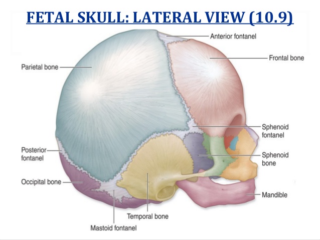 Fetal Skull
