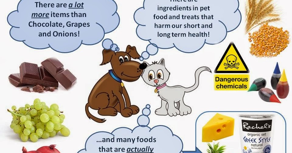 What Foods Do Cats Really Like What Foods Do Cats Really Like