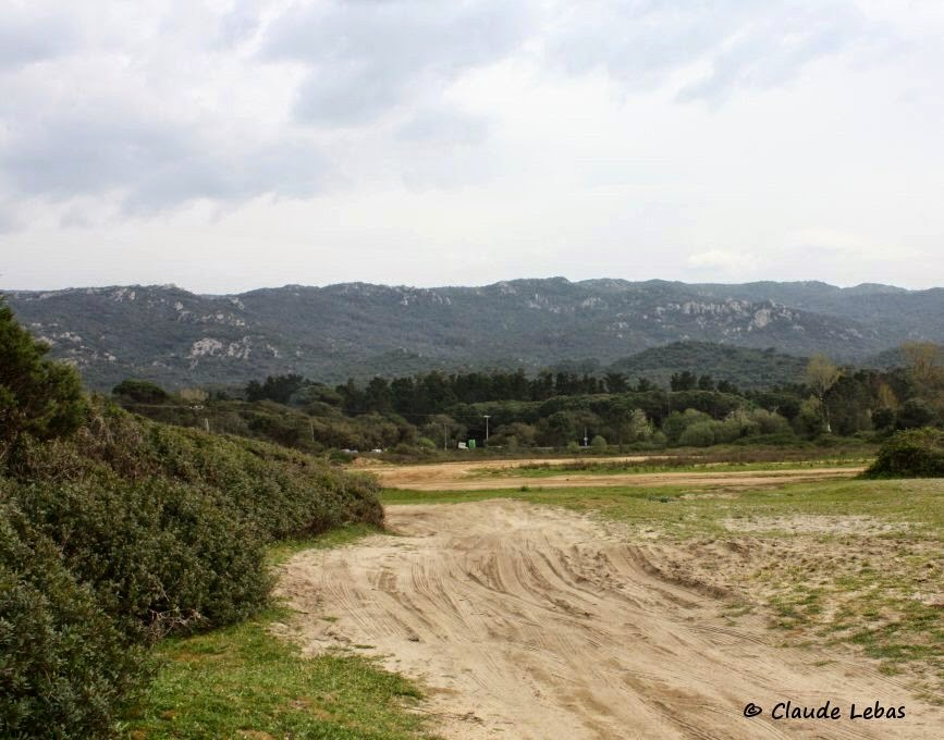 fourmis du genre Messor Messor wasmanni