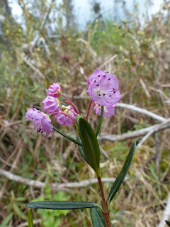 Kalmia à feuilles d'andromède - Kalmia polifolia Kalmia à feuilles d'andromède - Kalmia polifolia