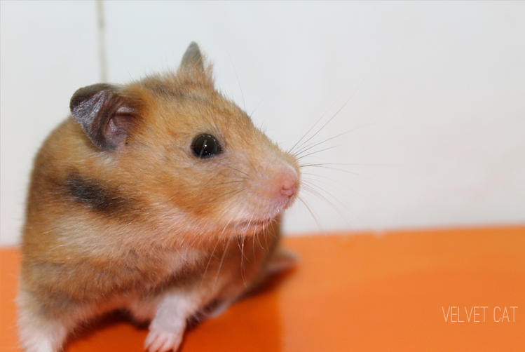 hamster comun fotografia mascotas