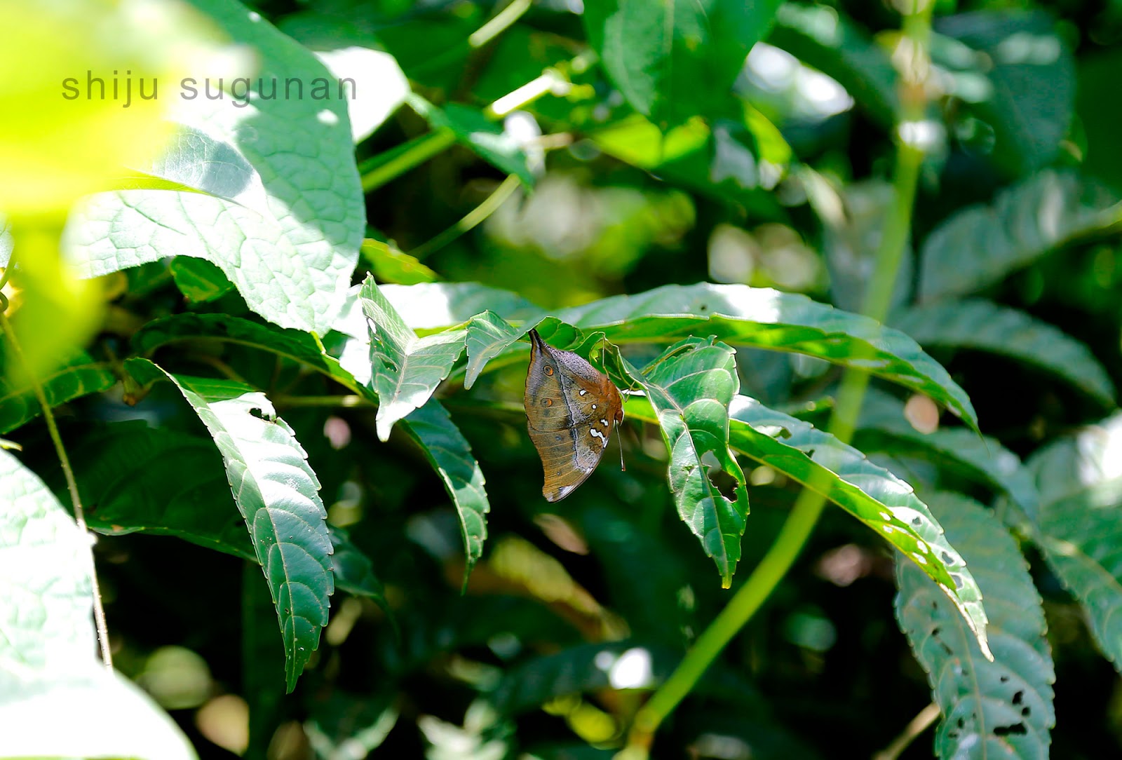 Leaf Butterfly Camouflage