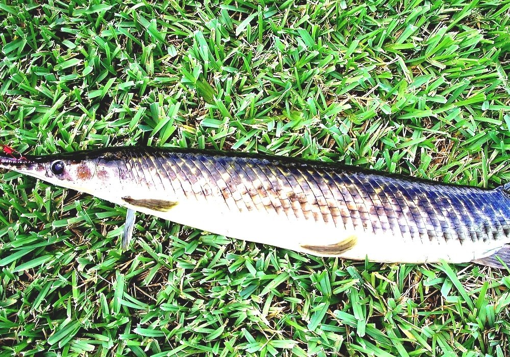 Florida Gar Gar Fish Florida