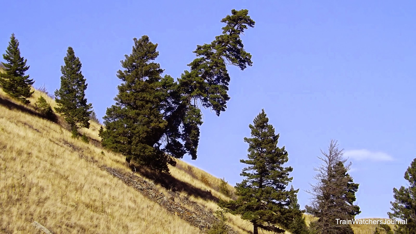 TrainWatchersJournal MRL Fall Birdseye Austin