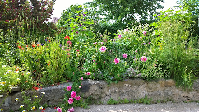 Rose Empress Josephine (c) by Joachim Wenk Rose Empress Josephine (c) by Joachim Wenk