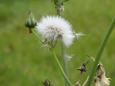LUNEA FLORILOR
